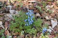Corydalis fumariifolia