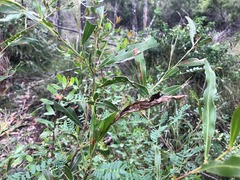 Acacia neriifolia