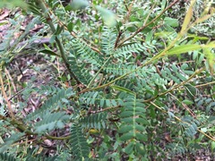 Acacia neriifolia