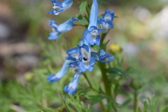 Corydalis fumariifolia