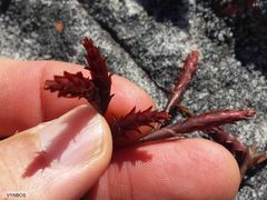 Staberoha vaginata