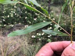 Acacia neriifolia
