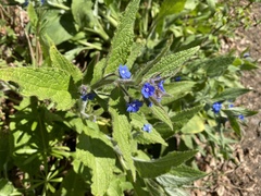 Pentaglottis sempervirens