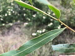 Acacia neriifolia
