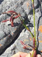 Staberoha vaginata