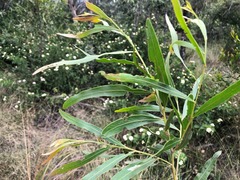 Acacia neriifolia
