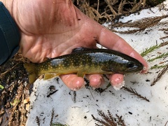 Salvelinus leucomaenis