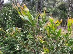 Acacia neriifolia