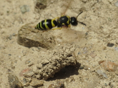 Odynerus consobrinus