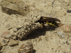 Odynerus consobrinus