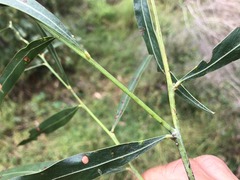 Acacia neriifolia