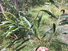 Acacia neriifolia