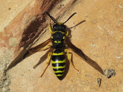 Odynerus consobrinus