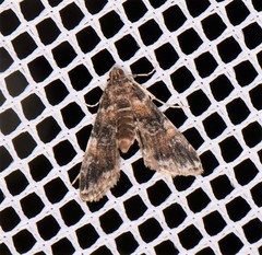Elophila difflualis