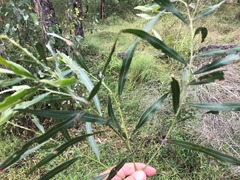 Acacia neriifolia