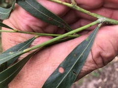 Acacia neriifolia