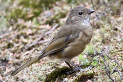 Pachycephala olivacea