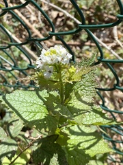 Alliaria petiolata