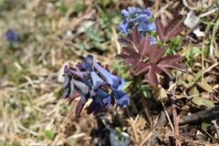 Corydalis turtschaninovii