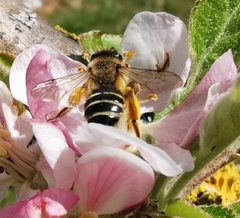Andrena flavipes