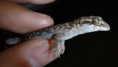Nactus cheverti