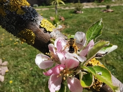 Andrena flavipes