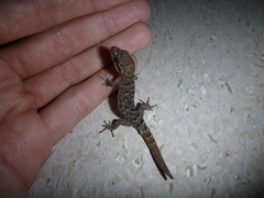 Nactus cheverti