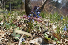 Corydalis turtschaninovii