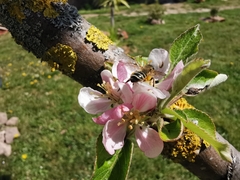 Andrena flavipes