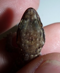 Nactus cheverti