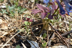 Corydalis turtschaninovii