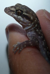 Nactus cheverti