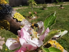 Andrena flavipes