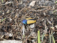 Temognatha suturalis