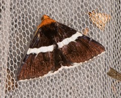 Buzara latizona