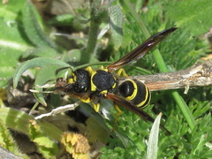 Odynerus consobrinus