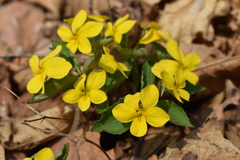 Viola xanthopetala