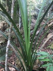Freycinetia