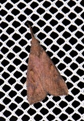 Hypena subvittalis