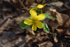 Viola xanthopetala