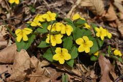 Viola xanthopetala