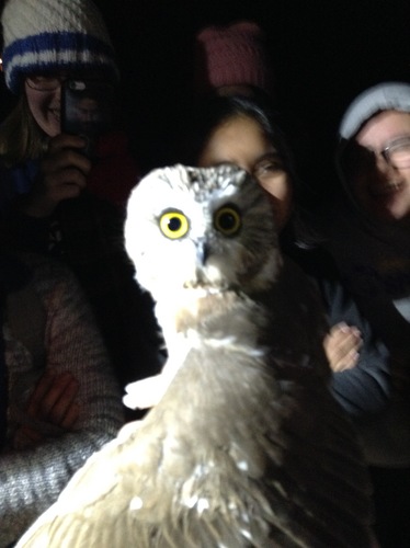 iNaturalist observation photo of Northern Saw-whet Owl