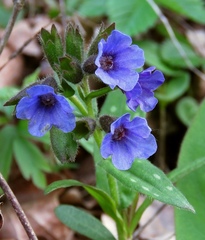 Pulmonaria stiriaca