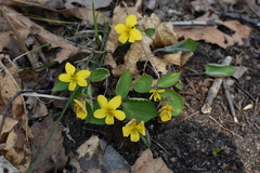 Viola xanthopetala
