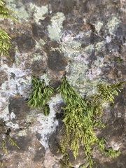 Paraleucobryum longifolium