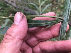 Acacia pustula