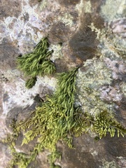 Paraleucobryum longifolium