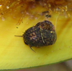 Micrelenchus tessellatus