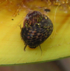 Micrelenchus tessellatus