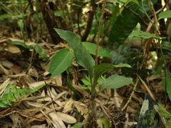 Erythrodes